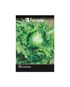 Sementes De Alface Americana Grandes Lagos Golden - Feltrin