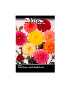 Dália Unwins Anã Dobrada Sortida Golden - Feltrin