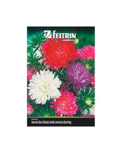 Aster Da China Dobrada Sortida Golden - Feltrin